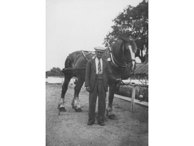 Barge Horse